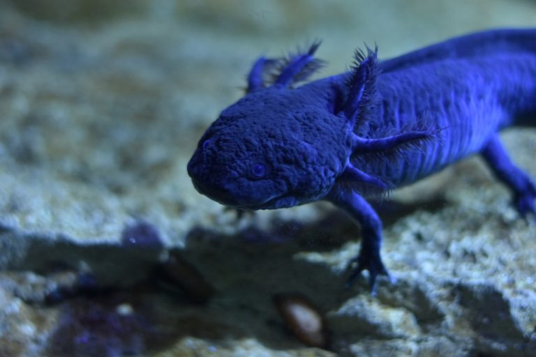 Axolotes – Bio Parque Pantanal